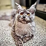 Sable is registered to the contest to win money with this photo: amber_eyes, animal, carpet, cat, close_up, curious, domestic_cat, feline, fluffy, gray_cat, home, indoor, long_fur, pet, portrait, resting, soft_light, texture, tufted_ears, whiskers