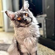 Sable is registered to the contest to win money with this photo: animal, background_blur, carpet, cat, close_up, curious, cute, domestic_cat, ears, feline, fluffy, grey_fur, household, indoor, orange_eyes, pet, portrait, sitting, soft_fur, whiskers