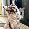animal, background_blur, carpet, cat, close_up, curious, cute, domestic_cat, ears, feline, fluffy, grey_fur, household, indoor, orange_eyes, pet, portrait, sitting, soft_fur, whiskers