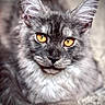 Sable is registered to the contest to win money with this photo: amber_eyes, animal, animal_face, cat, close_up, cute, feline, fluffy_fur, focused_eyes, fur_texture, grey_cat, indoor, lying_down, majestic, pet, portrait, relaxed, soft_background, tufted_ears, whiskers