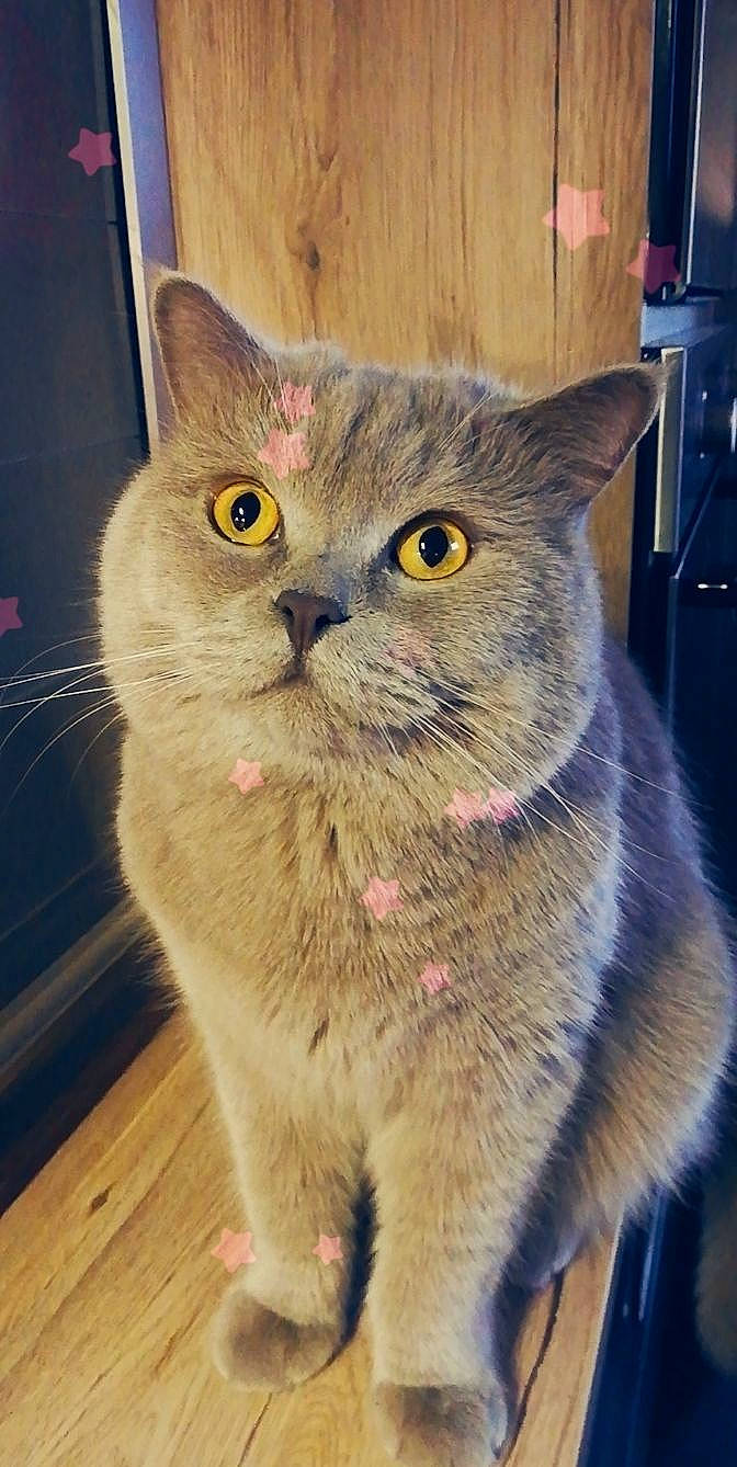 Onyx participe au concours pour gagner de l'argent avec cette photo : carnivore, cat, domestic_short_haired_cat, fawn, felidae, flooring, fur, hardwood, home_appliance, small_to_medium_sized_cats, snout, tail, terrestrial_animal, varnish, whiskers, wood