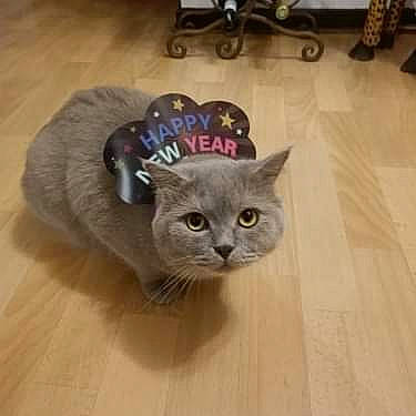 Onyx participe au concours pour gagner de l'argent avec cette photo : carnivore, cat, cat_supply, domestic_short_haired_cat, fashion_accessory, fawn, felidae, flooring, fur, grey, hardwood, russian_blue, small_to_medium_sized_cats, snout, tail, tire, wheel, whiskers, wood, wood_flooring