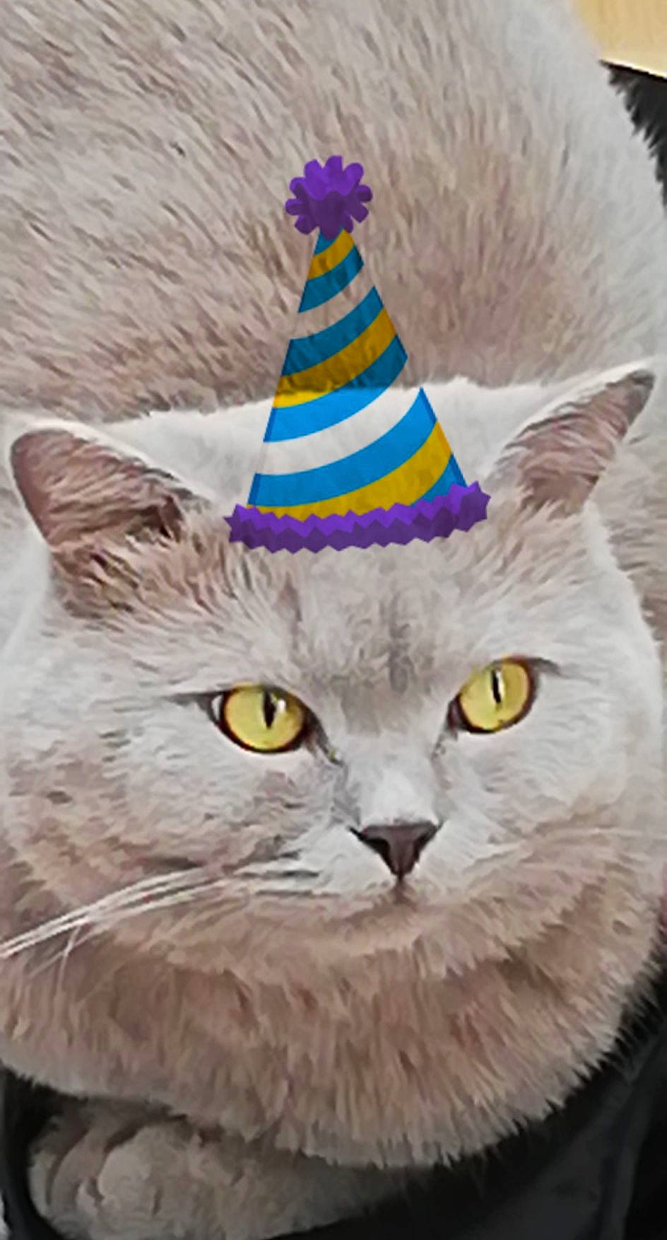 Onyx a rejoint le concours — aidez-le/la à gagner de superbes lots ! art, carnivore, cat, cone, costume_hat, electric_blue, fashion_accessory, felidae, fruit, fur, glasses, hat, illustration, party_hat, personal_protective_equipment, photo_caption, small_to_medium_sized_cats, snout, tail, whiskers