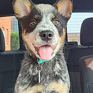 Blue joined the competition — help win amazing prizes! dog, puppy, car_interior, happy, tongue_out, ears, collar, seat, window, daylight, pet, animal, cute, fur, black, white, brown, friendly, domestic_animal, portrait