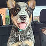 dog, puppy, car_interior, happy, tongue_out, ears, collar, seat, window, daylight, pet, animal, cute, fur, black, white, brown, friendly, domestic_animal, portrait