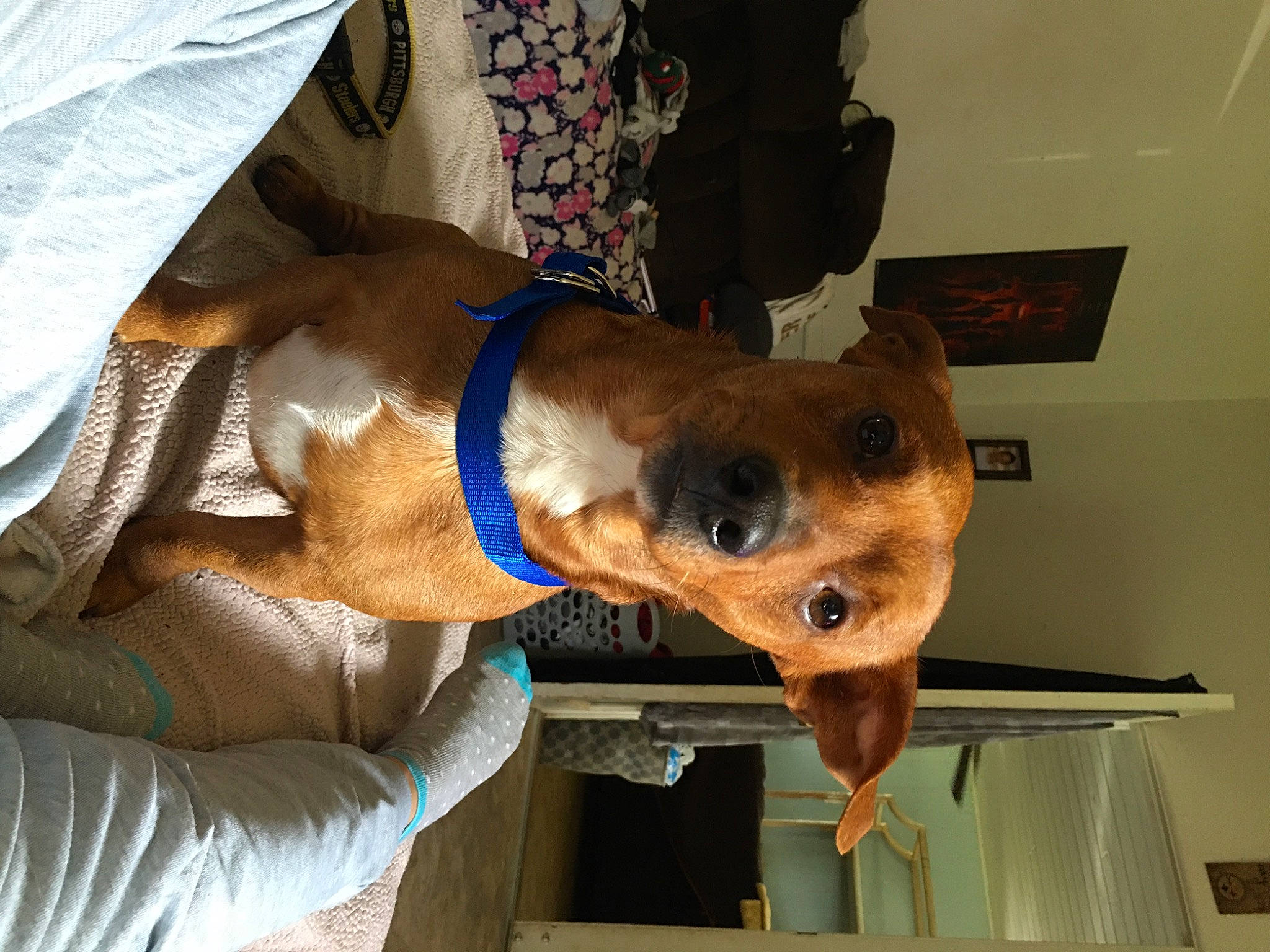 Rocky is registered to the contest to win money with this photo: canidae, carnivore, collar, companion_dog, dog, dog_breed, dog_supply, door, fawn, fur, non_sporting_group, pet_supply, sleeve, snout, sporting_group, working_animal