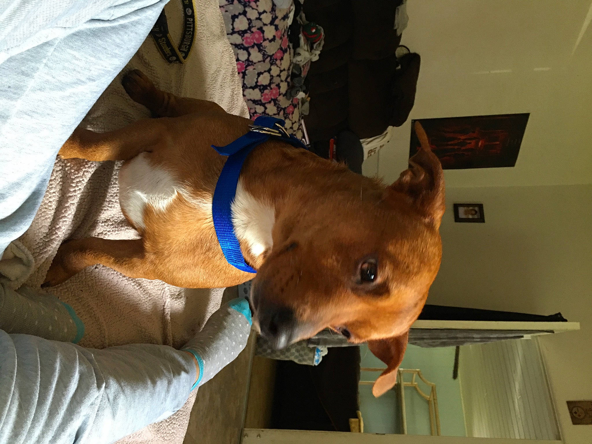 Rocky is registered to the contest to win money with this photo: canidae, carnivore, collar, companion_dog, dog, dog_breed, dog_collar, dog_supply, ear, electric_blue, fawn, fur, jaw, liver, pet_supply, snout, sporting_group, symbol, whiskers, working_animal