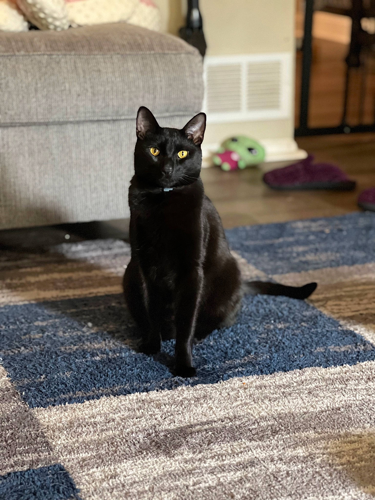 Dr. Evil is registered to the contest to win money with this photo: asphalt, black_cat, bombay, carnivore, cat, couch, domestic_short_haired_cat, felidae, flooring, fur, grey, paw, plant, road, road_surface, shadow, small_to_medium_sized_cats, snout, tail, whiskers