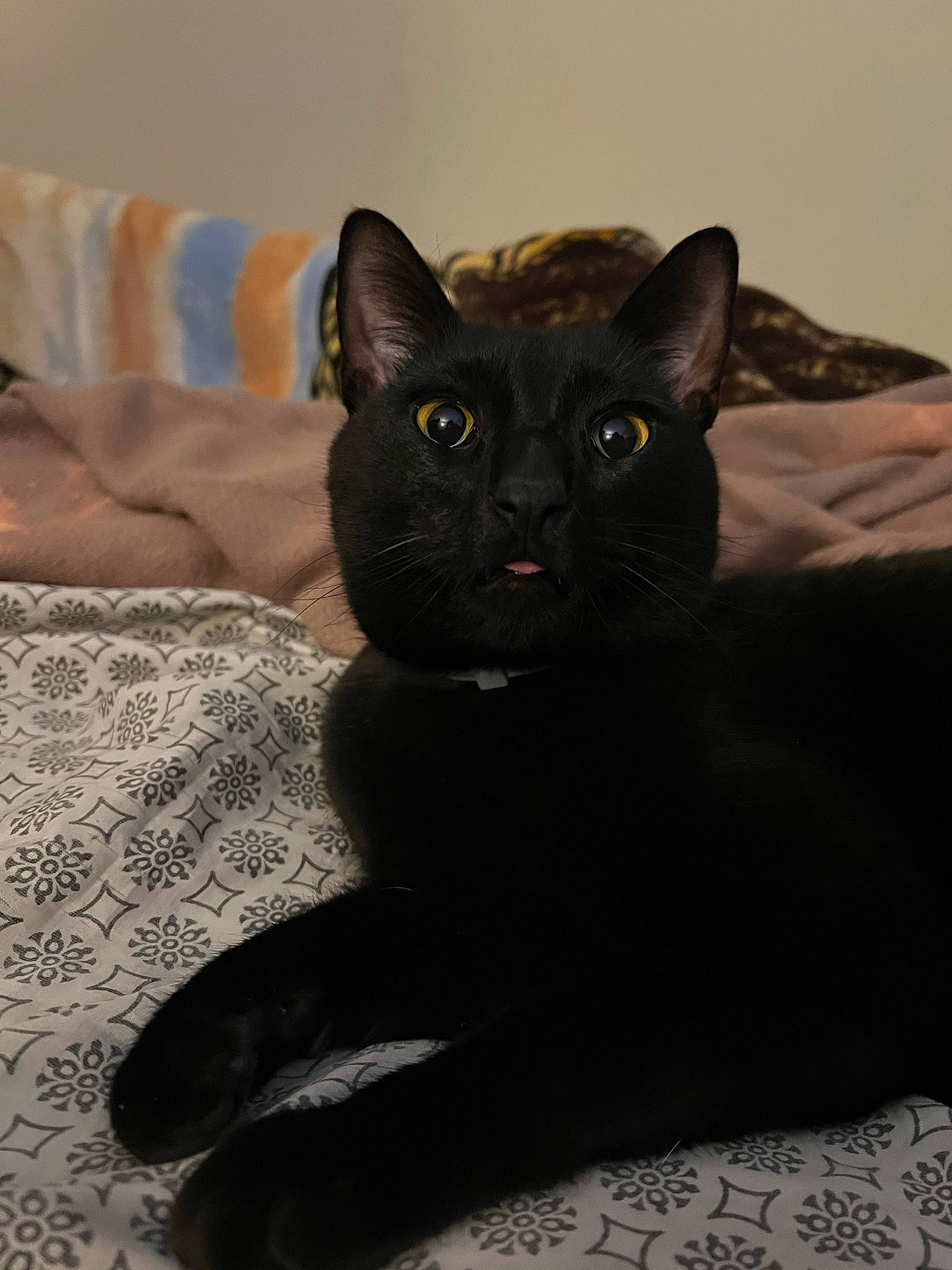 Dr. Evil joined the competition — help win amazing prizes! black_cat, bombay, carnivore, cat, comfort, domestic_short_haired_cat, felidae, fur, grey, small_to_medium_sized_cats, snout, terrestrial_animal, whiskers