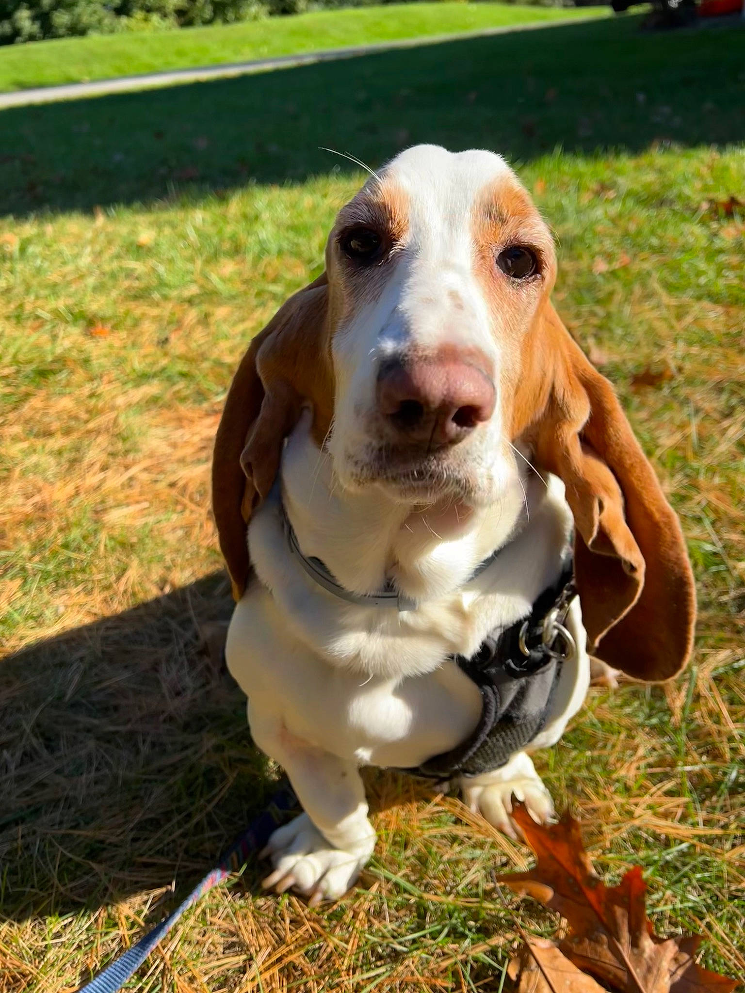 Daisy is registered to the contest to win money with this photo: canidae, carnivore, collar, companion_dog, dog, dog_breed, fawn, grass, gun_dog, hound, hunting_dog, liver, plant, scent_hound, snout, sporting_group, terrestrial_animal, whiskers, working_animal