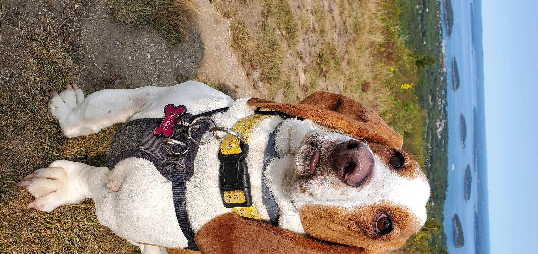 Daisy is registered to the contest to win money with this photo: canidae, carnivore, companion_dog, dog, dog_breed, dog_supply, eyewear, fawn, fur, grass, landscape, leash, plant, recreation, sky, snout, sporting_group, sunglasses, whiskers, working_animal