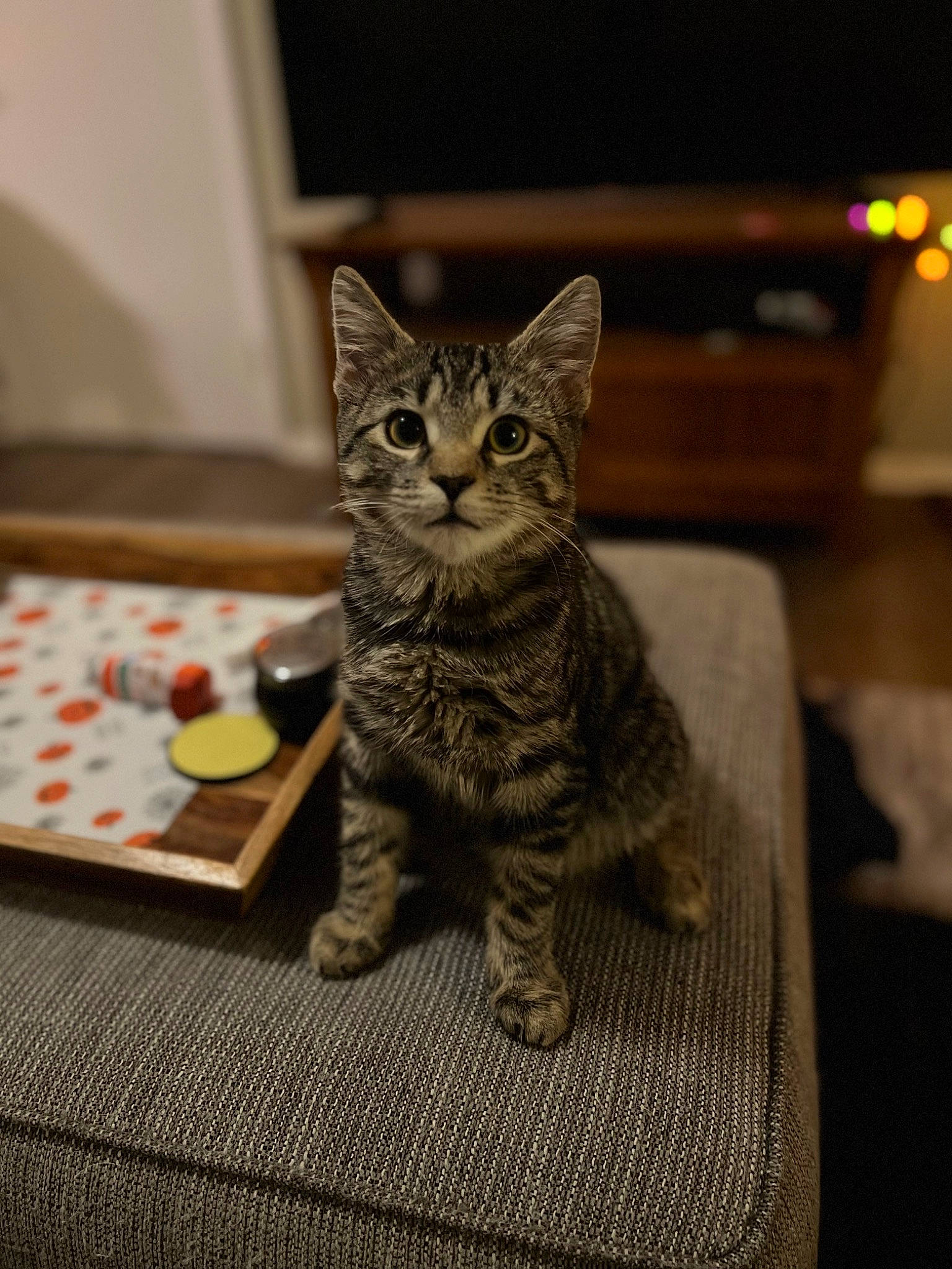 Tortellini is registered to the contest to win money with this photo: carnivore, cat, cat_toy, claw, domestic_short_haired_cat, felidae, flooring, fur, grey, hardwood, paw, sitting, small_to_medium_sized_cats, snout, tail, terrestrial_animal, whiskers, wildlife, wood