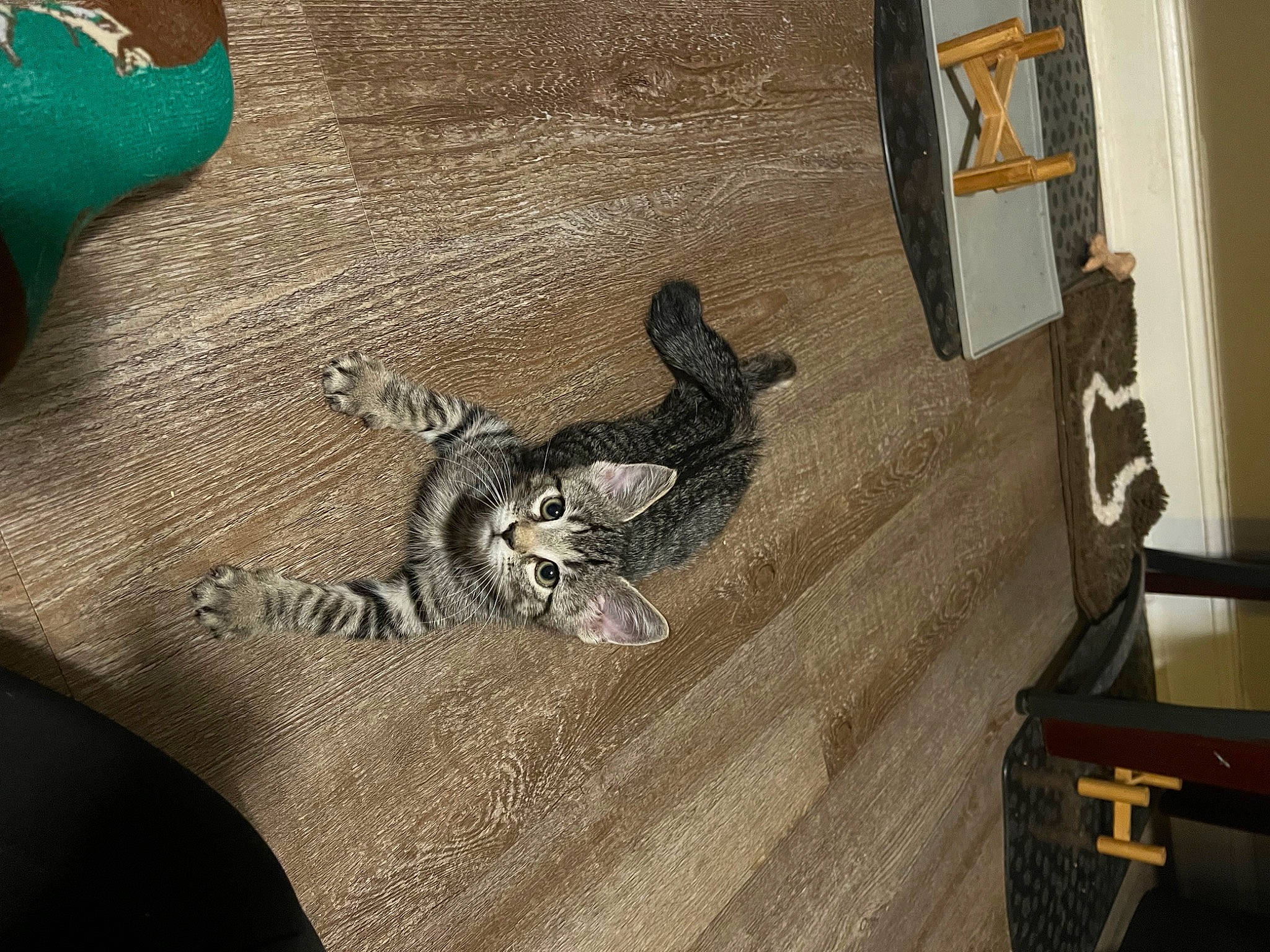 Tortellini is registered to the contest to win money with this photo: art, cat, comfort, felidae, floor, flooring, fur, grey, hardwood, linens, metal, picture_frame, room, small_to_medium_sized_cats, tail, visual_arts, wood