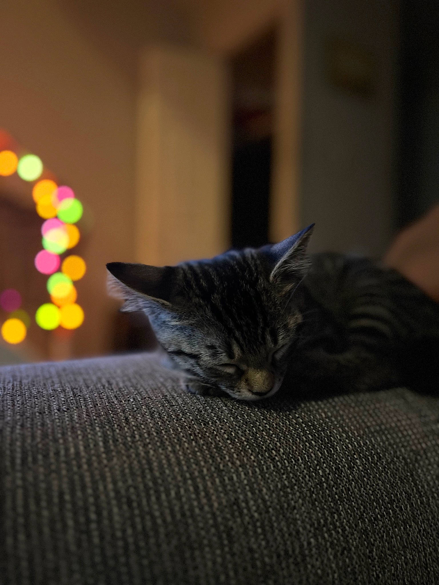 Tortellini joined the competition — help win amazing prizes! carnivore, cat, comfort, darkness, domestic_short_haired_cat, event, felidae, fur, grey, room, small_to_medium_sized_cats, snout, tail, tree, whiskers, window, wood