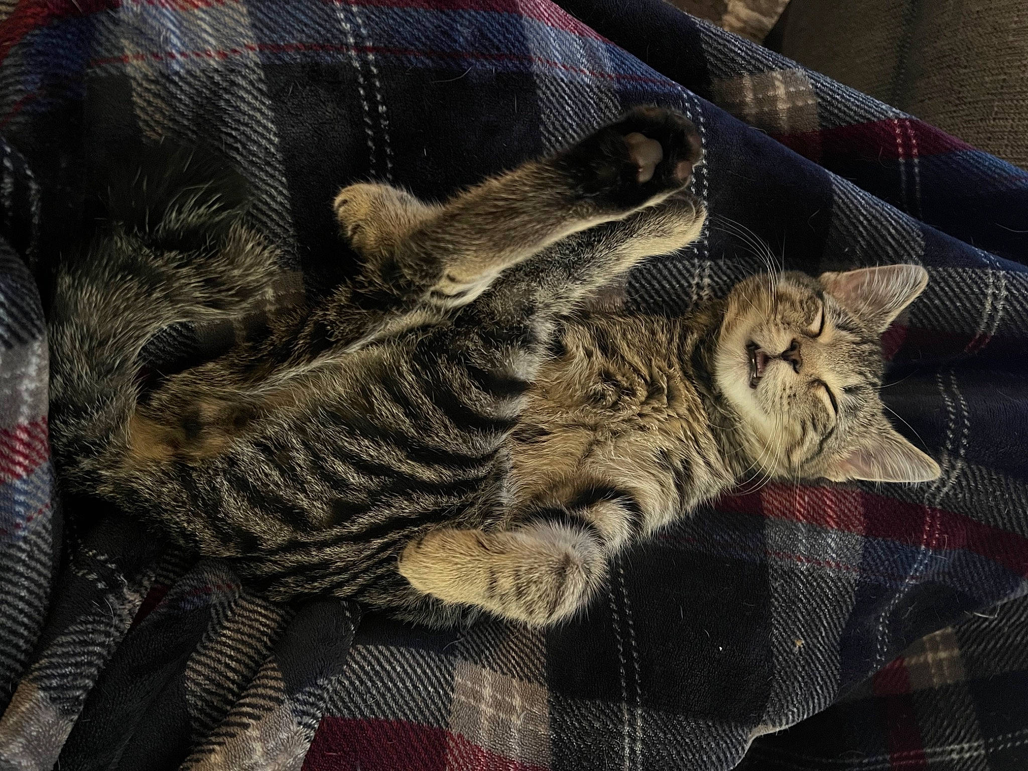 Tortellini joined the competition — help win amazing prizes! carnivore, cat, claw, comfort, domestic_short_haired_cat, felidae, fur, grey, linens, military_camouflage, pattern, paw, plaid, small_to_medium_sized_cats, tail, tartan, whiskers, wood, wool, woolen