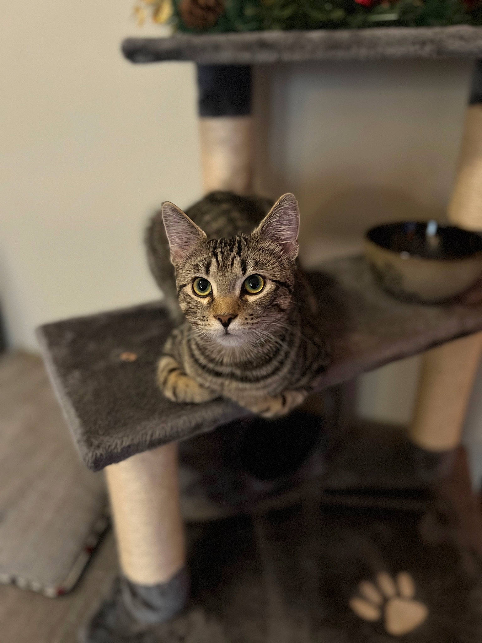 Tortellini joined the competition — help win amazing prizes! art, carnivore, cat, domestic_short_haired_cat, felidae, fur, grey, metal, natural_material, small_to_medium_sized_cats, snout, tail, terrestrial_animal, whiskers, wildlife, wood