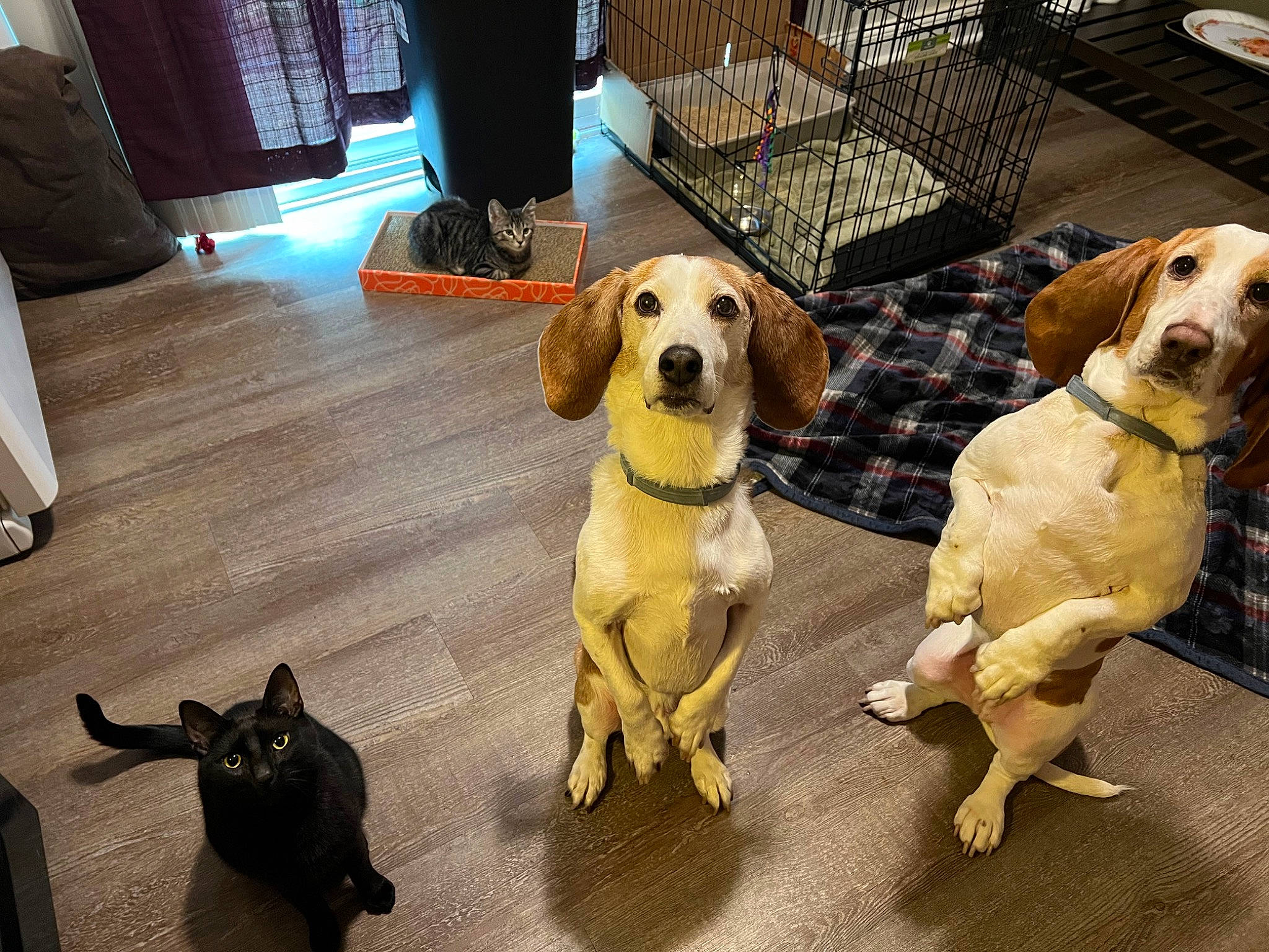 Smuckers is registered to the contest to win money with this photo: carnivore, chair, collar, companion_dog, dog, dog_breed, dog_collar, dog_supply, fawn, flooring, fur, gun_dog, hardwood, leash, pet_supply, snout, tail, toy_dog, wood, working_animal