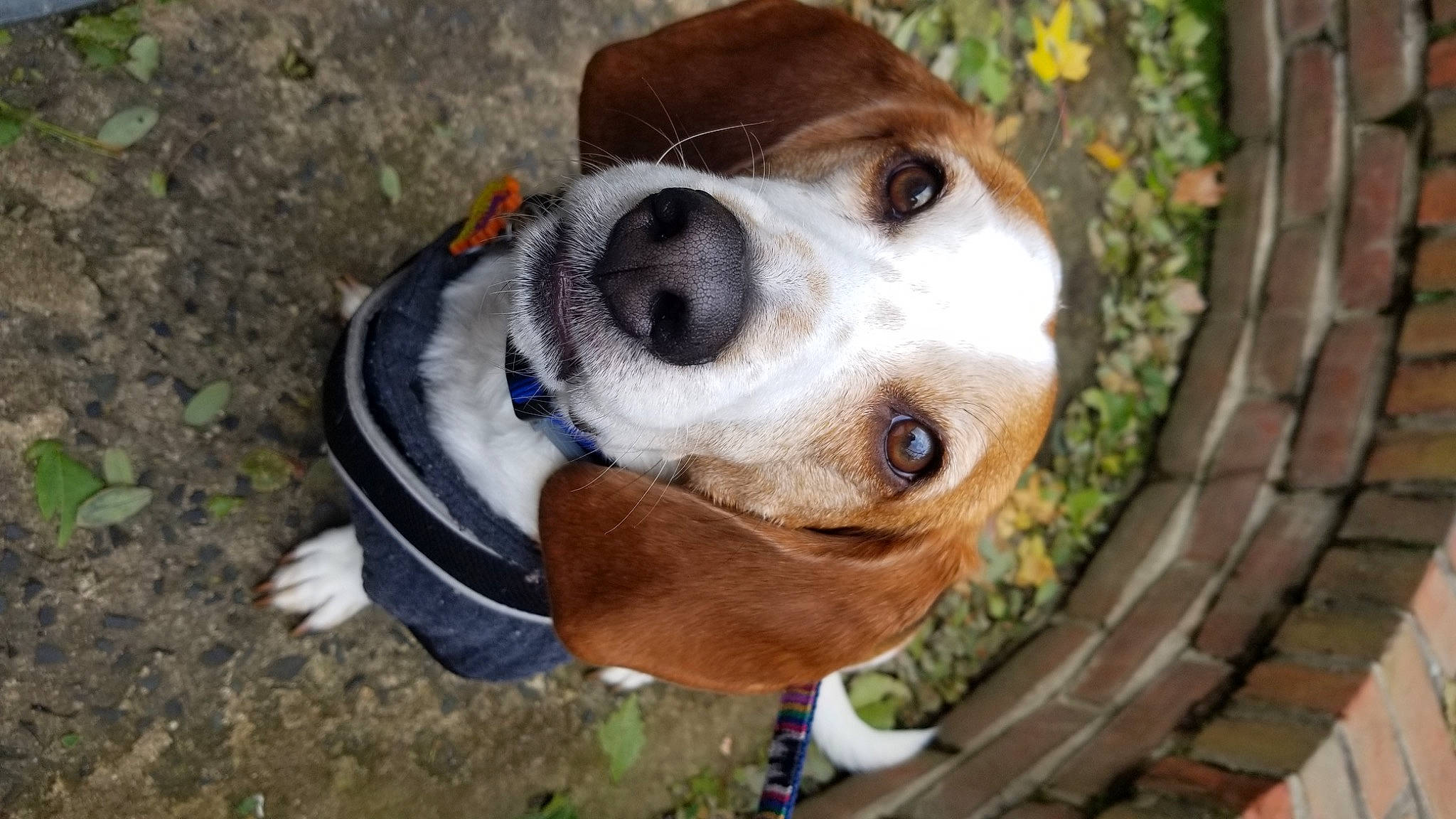 Smuckers is registered to the contest to win money with this photo: ancient_dog_breeds, canidae, carnivore, collar, companion_dog, dog, dog_breed, dog_collar, dog_supply, fawn, fur, grass, hunting_dog, leash, pet_supply, plant, snout, sporting_group, whiskers, working_animal