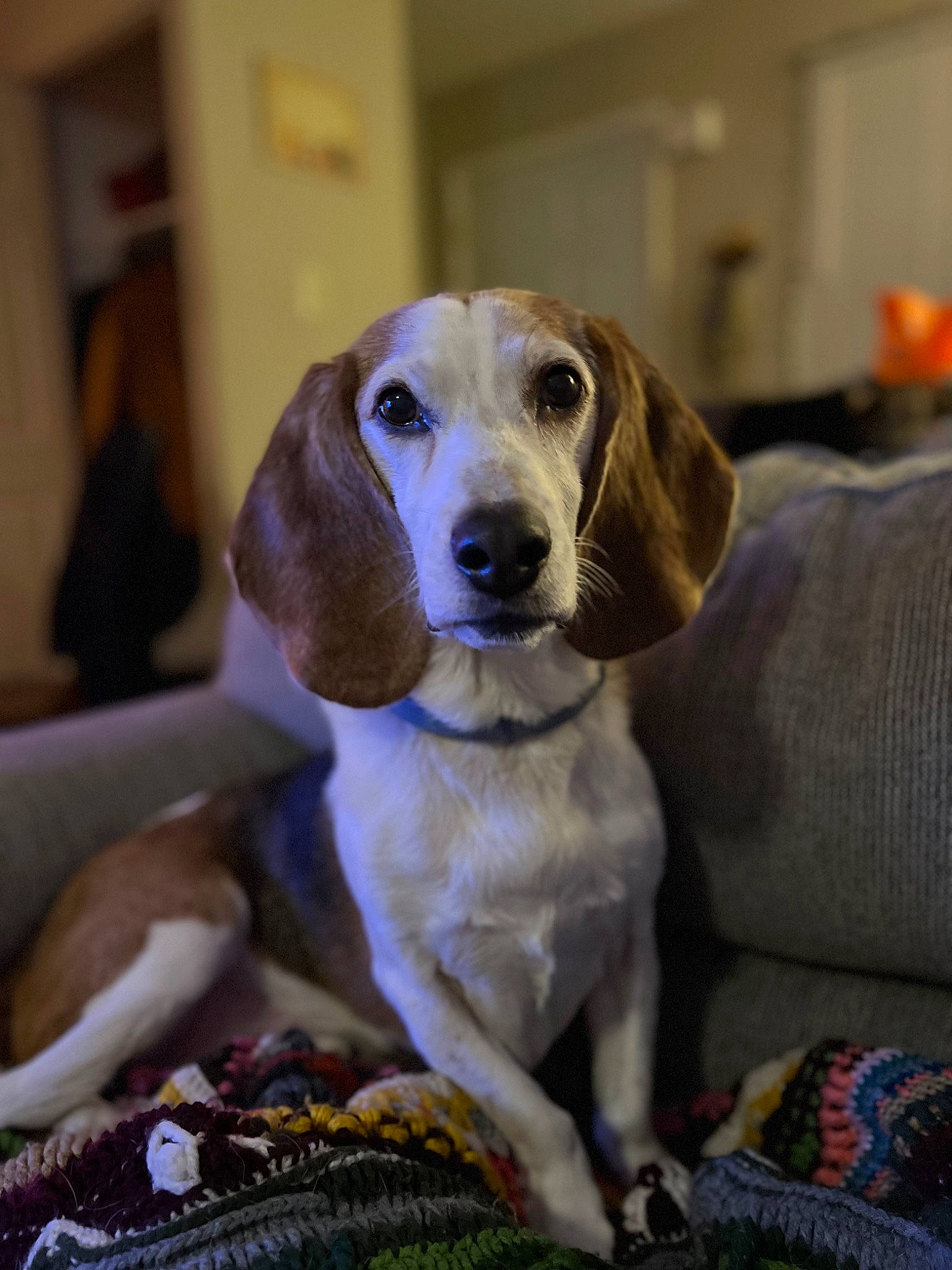 Smuckers is registered to the contest to win money with this photo: canidae, carnivore, companion_dog, dog, dog_breed, ear, fawn, gun_dog, hunting_dog, liver, pet_supply, snout, sporting_group, whiskers, working_animal