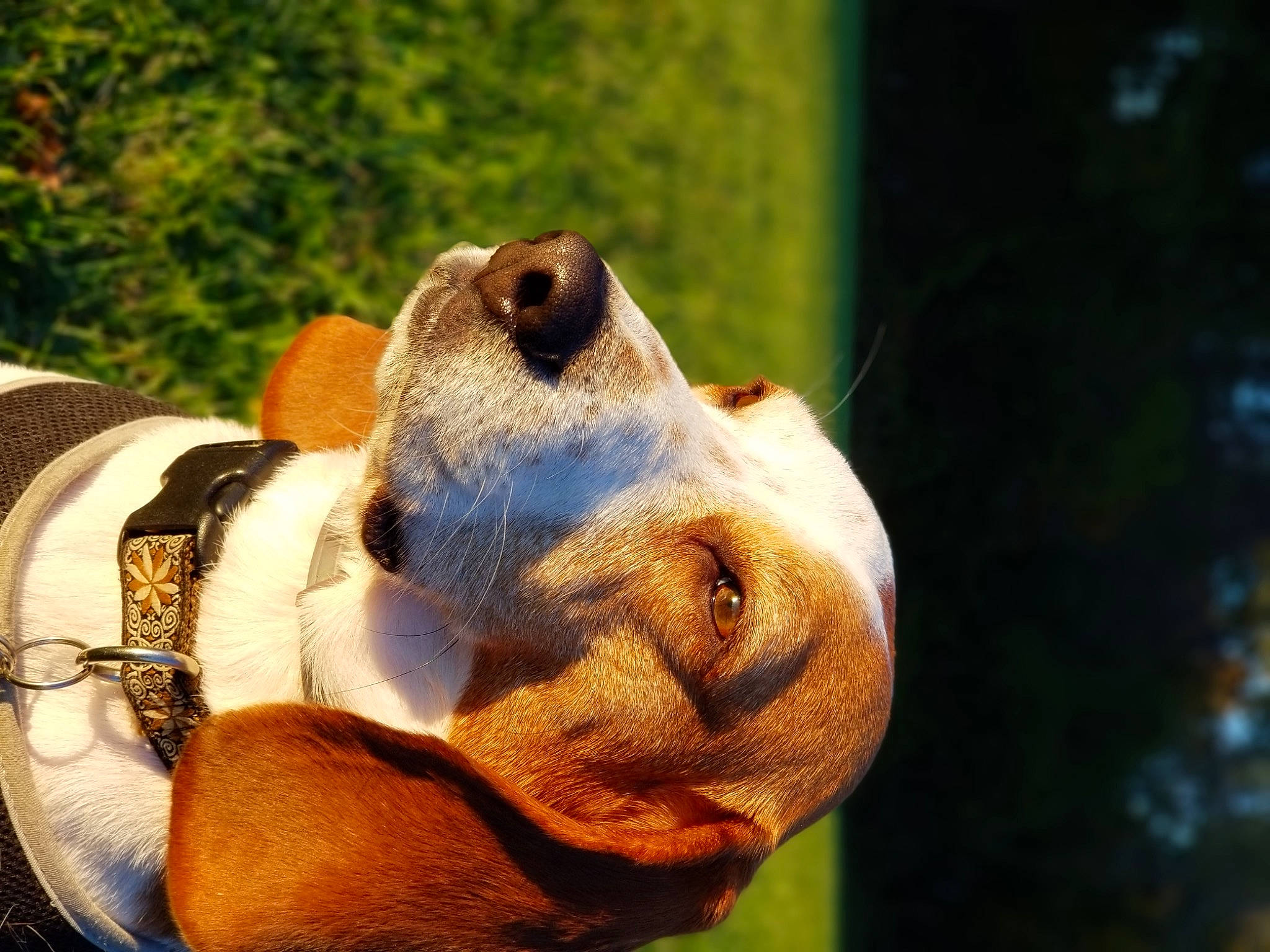 Smuckers joined the competition — help win amazing prizes! animal_figure, art, carnivore, companion_dog, dog, dog_breed, fawn, grass, plush, reptile, snout, sporting_group, stuffed_toy, terrestrial_animal, toy, turtle, wildlife, wood, working_animal, wrinkle