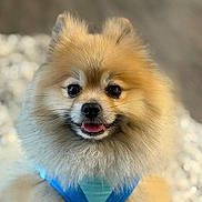 Fendi joined the competition — help win amazing prizes! animal, blue_harness, companion, cute, cute_pet, dog, domestic_animal, face, fluffy, friendly, fur, happy, indoor, mammal, pet, pomeranian, portrait, sitting, small_dog, tongue_out