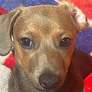 Noel is registered to the contest to win money with this photo: puppy, dog, close_up, brown_fur, pet, animal, cute, blanket, red, white, blue, ears, nose, face, young_dog, domestic_animal, indoors, fur, looking, portrait