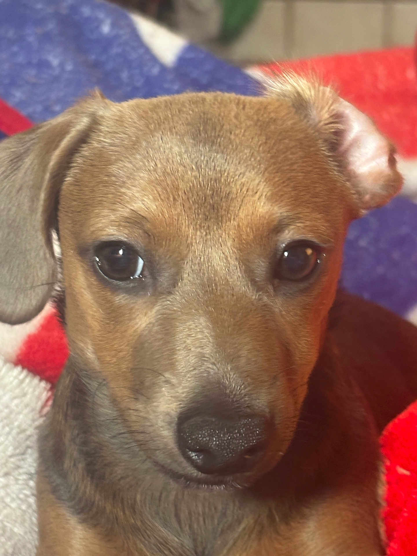 Noel is registered to the contest to win money with this photo: puppy, dog, close_up, brown_fur, pet, animal, cute, blanket, red, white, blue, ears, nose, face, young_dog, domestic_animal, indoors, fur, looking, portrait