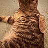 Tom is registered to the contest to win money with this photo: cat, tabby, feline, pet, sleeping, fur, striped, animal, mammal, whiskers, paw, relaxing, indoor, quilt, bed, resting, cute, soft, cozy, closeup