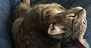 Tom joined the competition — help win amazing prizes! cat, tabby_cat, sleeping, lap, denim, clothing, indoor, pet, feline, relaxation, cozy, fur, whiskers, animal, resting, casual, comfort, home, cute, nap