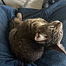 cat, tabby_cat, sleeping, lap, denim, clothing, indoor, pet, feline, relaxation, cozy, fur, whiskers, animal, resting, casual, comfort, home, cute, nap