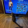 Tom joined the competition — help win amazing prizes! cat, tabby, floor, wooden_floor, tv_screen, video_game, fortnite, character_selection, gaming_controller, indoor, pet, curious, sitting, technology, electronics, screen, remote_control, entertainment, blue_background, gamer
