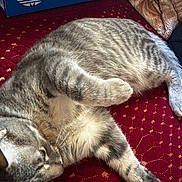 Tom joined the competition — help win amazing prizes! cat, gray_tabby, feline, pet, sleeping, relaxed, indoor, fabric, red, pattern, shoebox, blue, plush_blanket, cozy, fur, whiskers, paw, resting, domestic_animal, closeup
