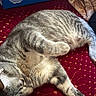 cat, gray_tabby, feline, pet, sleeping, relaxed, indoor, fabric, red, pattern, shoebox, blue, plush_blanket, cozy, fur, whiskers, paw, resting, domestic_animal, closeup
