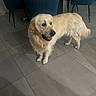 Gwapo a rejoint le concours — aidez-le/la à gagner de superbes lots ! dog, golden_retriever, indoor, floor, tile_floor, furniture, chair, table, pet, animal, canine, happy, tongue_out, domestic_animal, mammal, living_room, household, four_legs, fur, companion