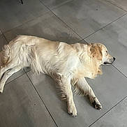 Gwapo a rejoint le concours — aidez-le/la à gagner de superbes lots ! dog, golden_retriever, lying_down, sleeping, pet, animal, indoor, tile_floor, relaxed, fur, canine, resting, paw, mammal, companion, quiet, home, floor, laying, domestic_animal