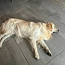 dog, golden_retriever, lying_down, sleeping, pet, animal, indoor, tile_floor, relaxed, fur, canine, resting, paw, mammal, companion, quiet, home, floor, laying, domestic_animal