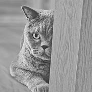 Kiki a rejoint le concours — aidez-le/la à gagner de superbes lots ! cat, pet, animal, feline, wood, door, floor, indoor, peeking, half_face, curious, paw, close_up, monochrome, black_and_white, texture, focus, portrait, domestic, quiet
