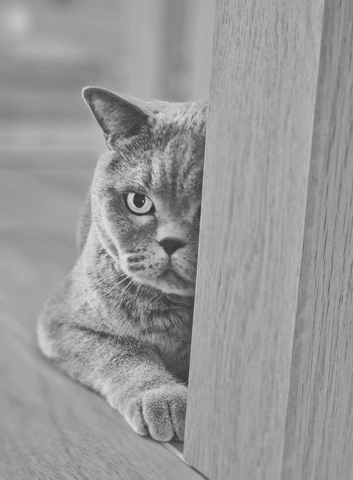 Kiki a rejoint le concours — aidez-le/la à gagner de superbes lots ! cat, pet, animal, feline, wood, door, floor, indoor, peeking, half_face, curious, paw, close_up, monochrome, black_and_white, texture, focus, portrait, domestic, quiet