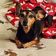 Minnie joined the competition — help win amazing prizes! dog, pet, animal, black_and_tan, large_ears, blanket, carpet, indoor, resting, laying_down, cute, looking_at_camera, fur, canine, companion, domestic, small_dog, relaxed, holiday_theme, cozy