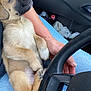 puppy, dog, sleeping, lap, steering_wheel, car_interior, paw, fur, cute, hand, jeans, bottle, passenger, cozy, close_up, nose, seat, arm, relaxed_pose, travel