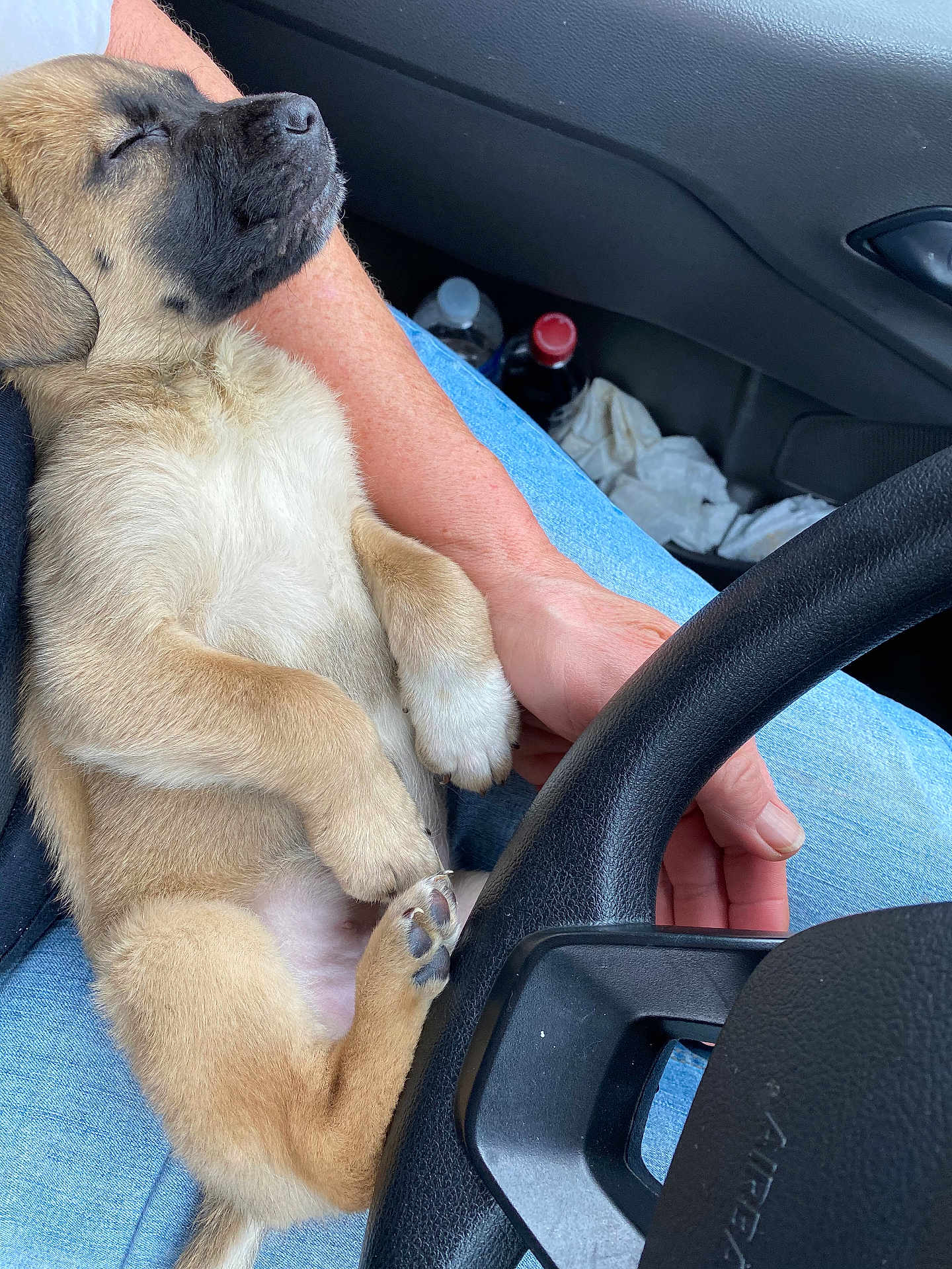 Driver joined the competition — help win amazing prizes! puppy, dog, sleeping, lap, steering_wheel, car_interior, paw, fur, cute, hand, jeans, bottle, passenger, cozy, close_up, nose, seat, arm, relaxed_pose, travel