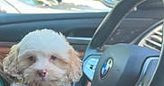 Boots joined the competition — help win amazing prizes! puppy, dog, bow_tie, steering_wheel, car_interior, bmw_logo, pet, cute, fluffy, white_dog, leash, vehicle, window, daylight, suburban, greenery, parked_car, dashboard, side_mirror, hand