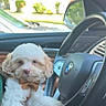 puppy, dog, bow_tie, steering_wheel, car_interior, bmw_logo, pet, cute, fluffy, white_dog, leash, vehicle, window, daylight, suburban, greenery, parked_car, dashboard, side_mirror, hand