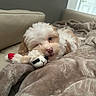Boots is registered to the contest to win money with this photo: puppy, dog, stuffed_toy, blanket, couch, indoor, pet, sleepy, cozy, fur, cute, resting, home, comfort, toy, animal, soft, relaxing, beige, white