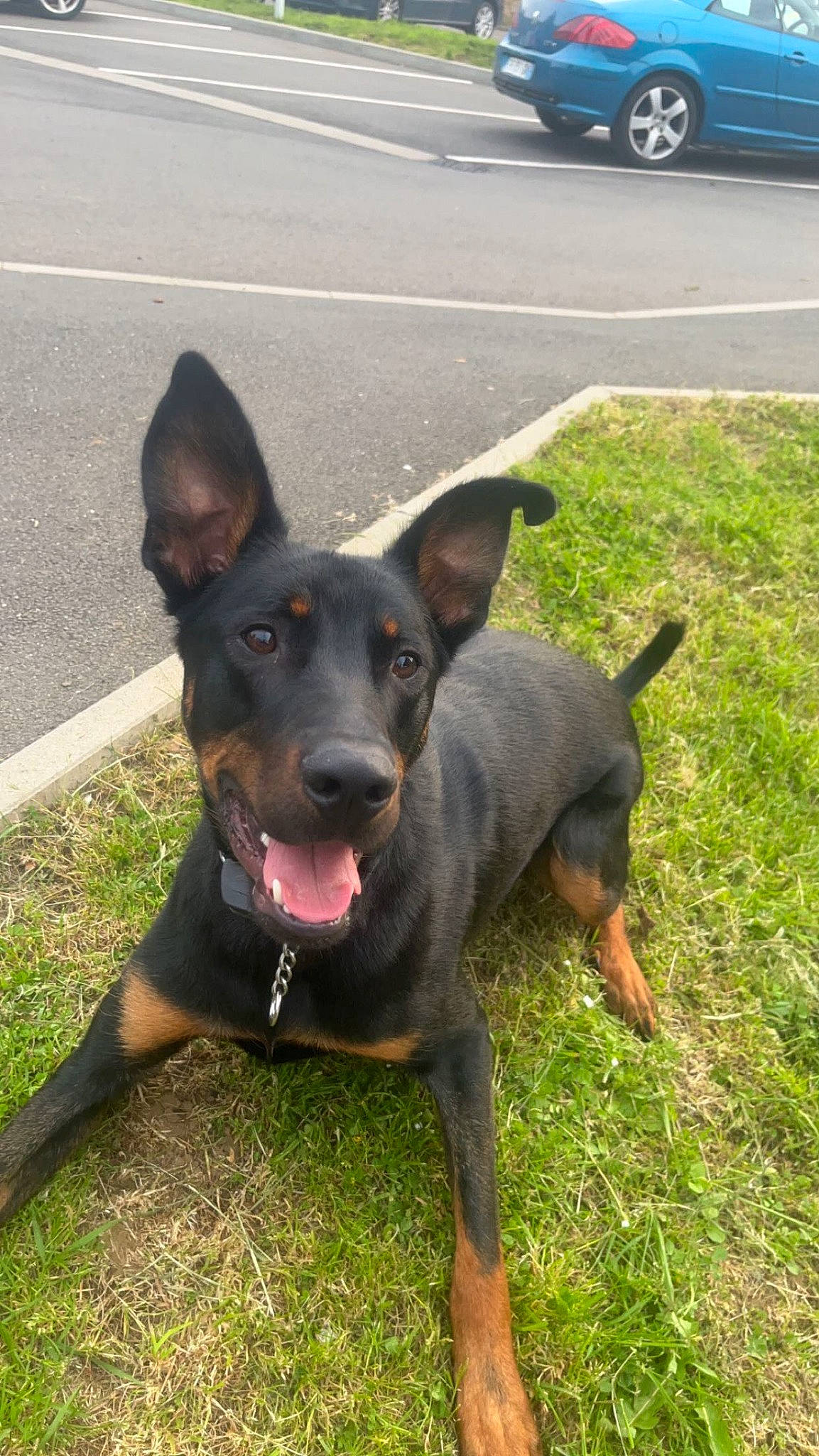 Tayko a rejoint le concours — aidez-le/la à gagner de superbes lots ! asphalt, automotive_exterior, automotive_parking_light, carnivore, collar, companion_dog, dobermann, dog, dog_breed, family_car, grass, herding_dog, plant, road_surface, snout, sporting_group, tire, wheel, working_animal, working_dog