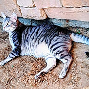 Spaz is registered to the contest to win money with this photo: alert, animal, cat, curious, dirt, domestic_cat, eyes, fur, mammal, nature, outdoor, paws, pet, relaxed, resting, stone_wall, striped, tabby, tail, whiskers