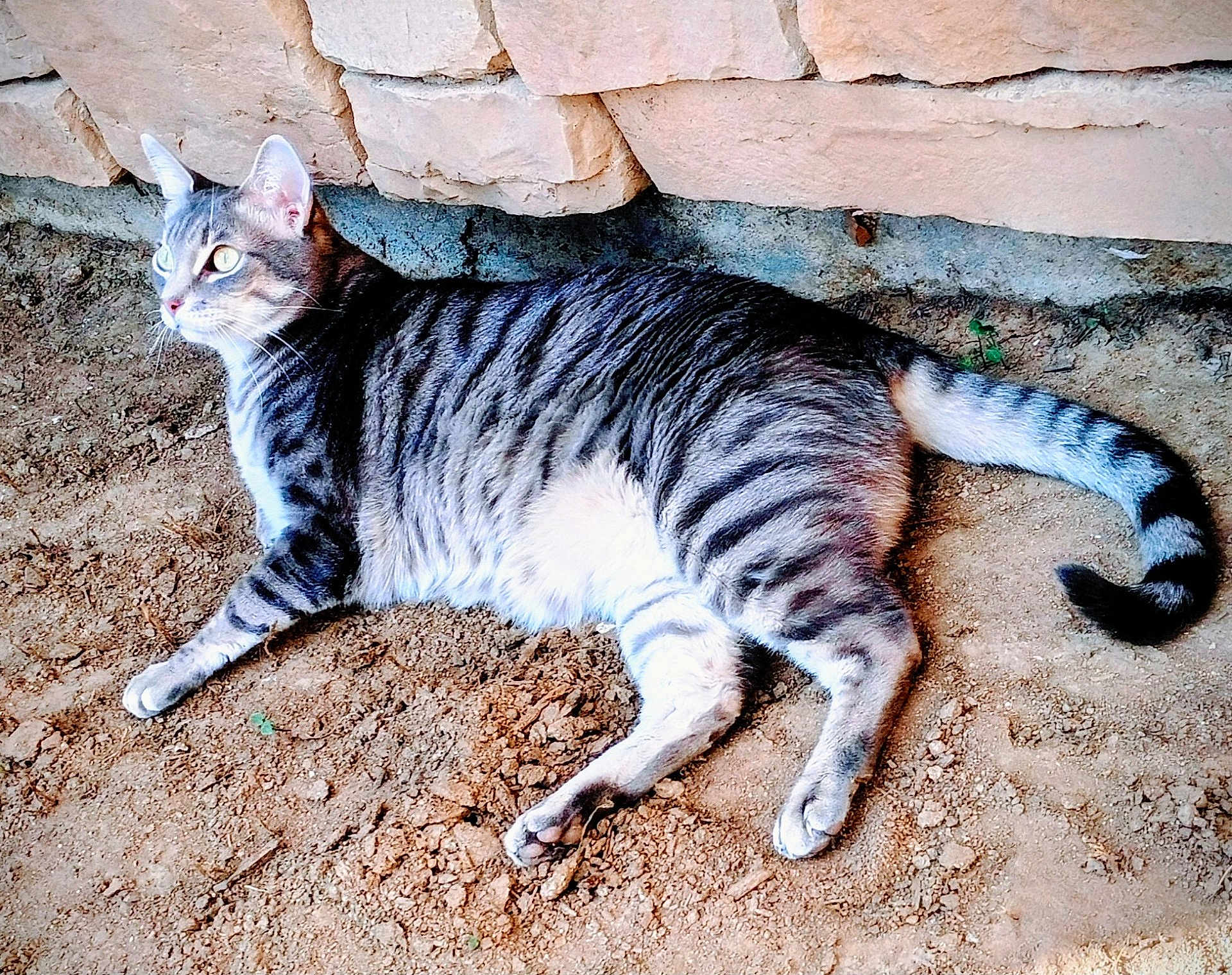 Spaz is registered to the contest to win money with this photo: alert, animal, cat, curious, dirt, domestic_cat, eyes, fur, mammal, nature, outdoor, paws, pet, relaxed, resting, stone_wall, striped, tabby, tail, whiskers