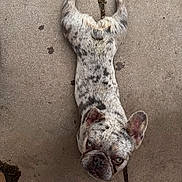 Casper joined the competition — help win amazing prizes! dog, french_bulldog, speckled_coat, pet, animal, lying_down, concrete, outdoor, ears, face, looking_up, close_up, mammal, companion, cute, resting, paws, short_hair, spot, adorable