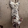 dog, french_bulldog, speckled_coat, pet, animal, lying_down, concrete, outdoor, ears, face, looking_up, close_up, mammal, companion, cute, resting, paws, short_hair, spot, adorable
