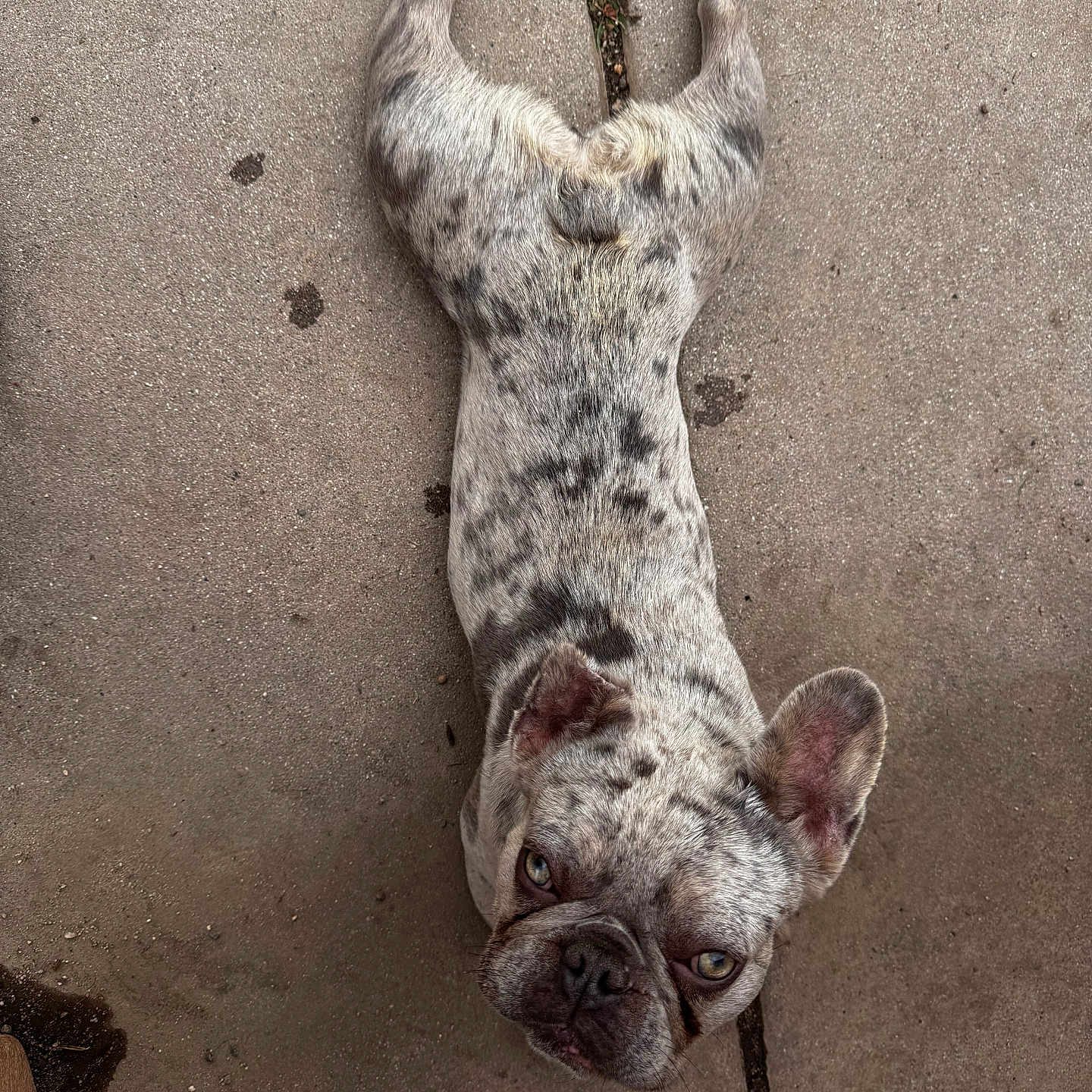 Casper joined the competition — help win amazing prizes! adorable, animal, close_up, companion, concrete, cute, dog, ears, face, french_bulldog, looking_up, lying_down, mammal, outdoor, paws, pet, resting, short_hair, speckled_coat, spot